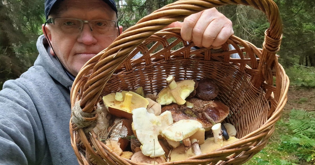 "Ale rozczarowanie. Tydzień temu zebrałem pełen kosz". Nasz reporter zapytał ekspertkę, czy to koniec grzybów