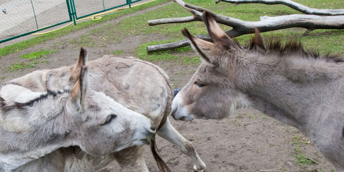 Osły z poznańskiego zoo.