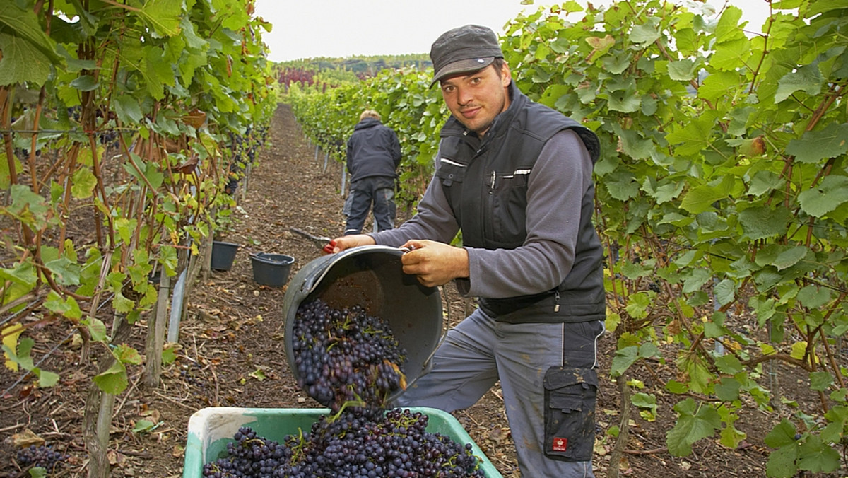 Województwo lubuskie buduje własną winnicę. Niedługo zostanie powołana spółka, która będzie nią zarządzać, a do lutego 2012 roku ma powstać program o tradycjach winiarskich w regionie, który pomoże w pozyskaniu funduszy na stworzenie winnicy.