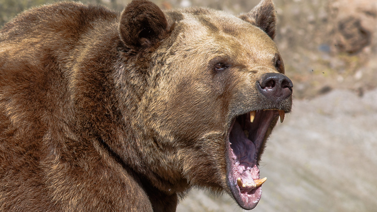 Francja: myśliwy zdołał zabić niedźwiedzia, który rozszarpał mu nogę