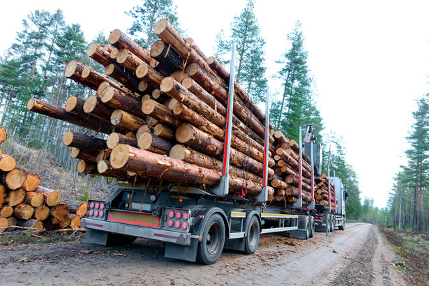 Rząd chce spalać drewno z lasów w elektrowniach. Naukowcy: To nie jest zielona energia. Zwiększymy emisję CO2