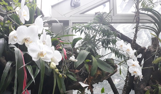 Botanička bašta 2019