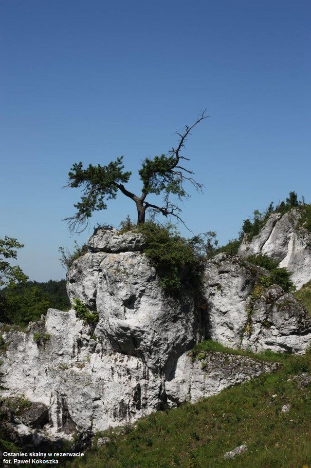 Ostaniec skalny, Park Krajobrazowy Orlich Gniazd