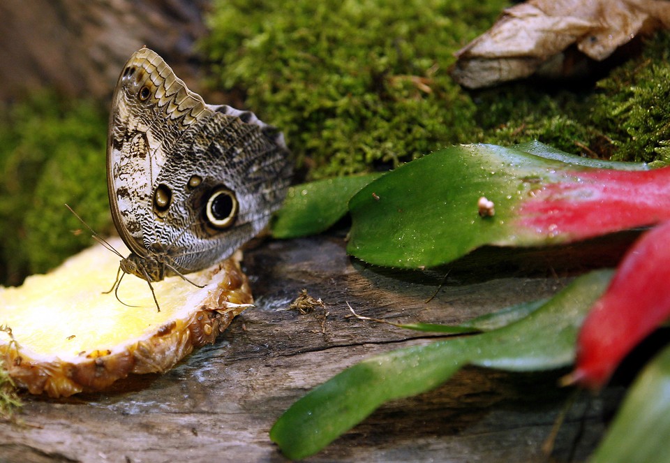 WROCŁAW ŚWIAT MOTYLI WE WROCŁAWSKIM ZOO