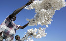 BURKINA-ECONOMY-POVERTY-COTON