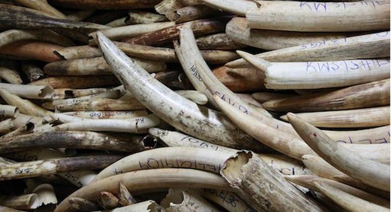 Ilegal elephant tusks seized in a past arrest