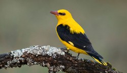 Szybki QUIZ z polskich ptaków. Te gatunki znają już dzieci w podstawówce. Sprawdźmy, czy tobie też wystarczy jedno zdjęcie