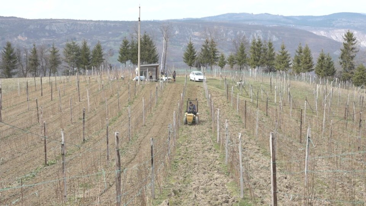 Uzgaja crveno zlato na površini od preko hektara