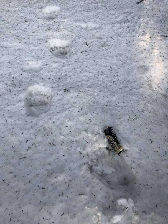 Puszka pozostawiona przez turystę na szlaku, którą pogryzł niedźwiedź