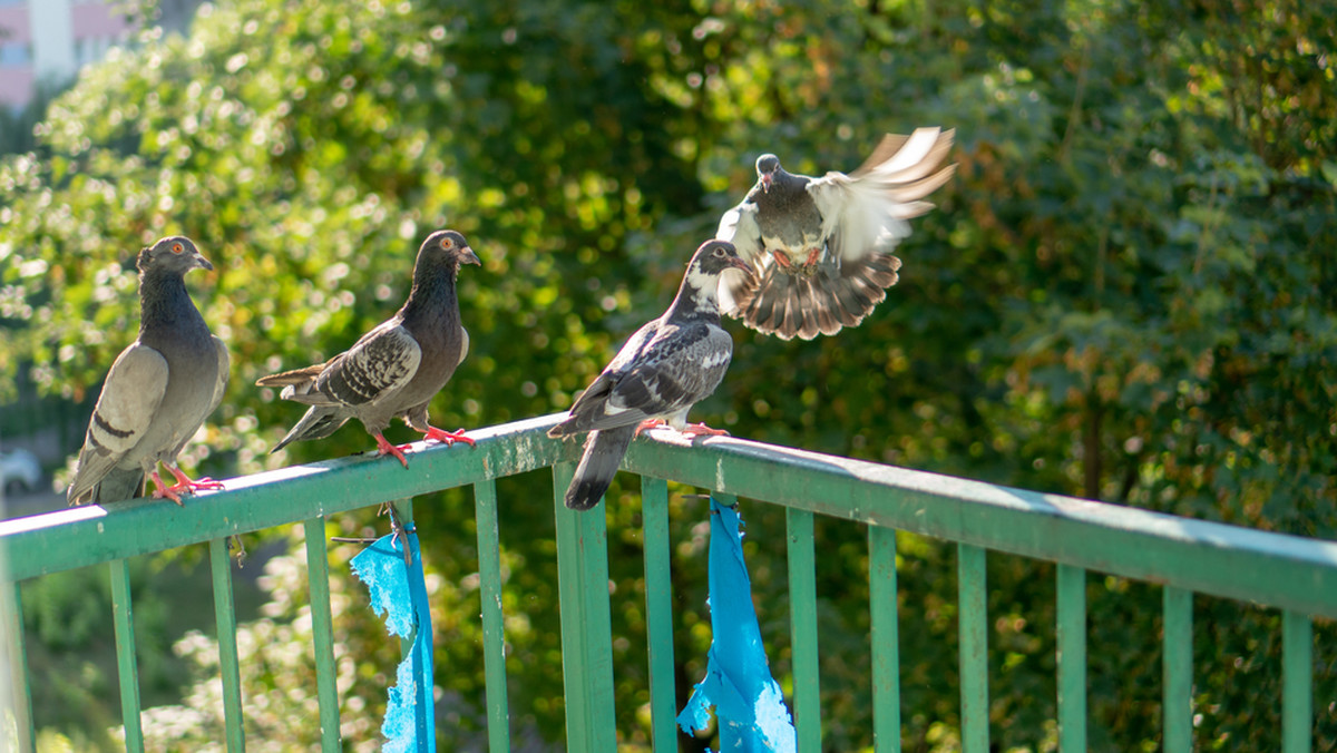 Jak skutecznie odstraszyć gołębie z balkonu? Patenty naszych babć