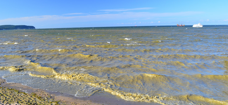 Zatoka Gdańska: cztery kąpieliska zamknięte z powodu sinic