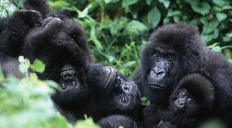 Gorillák Kongóban