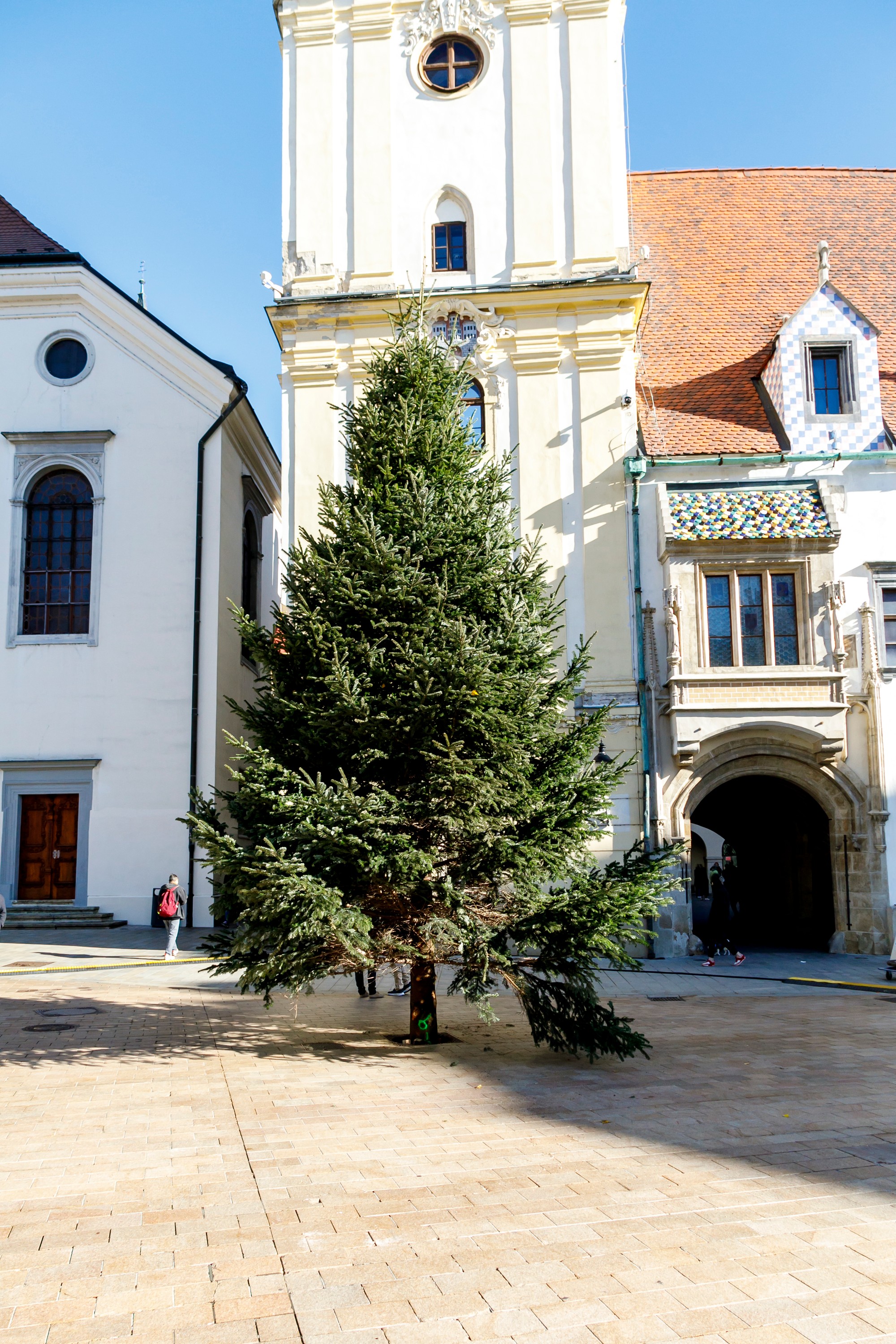 Na Hlavnom námestí v Bratislave osadili vianočný strom.