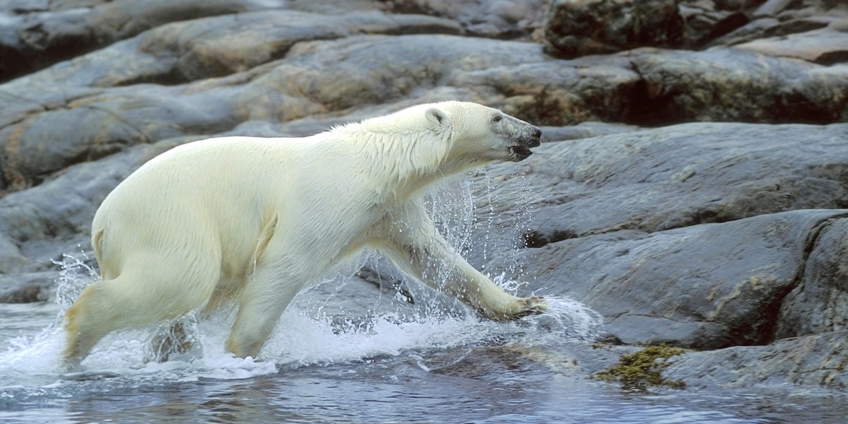 Niedźwiedź polarny