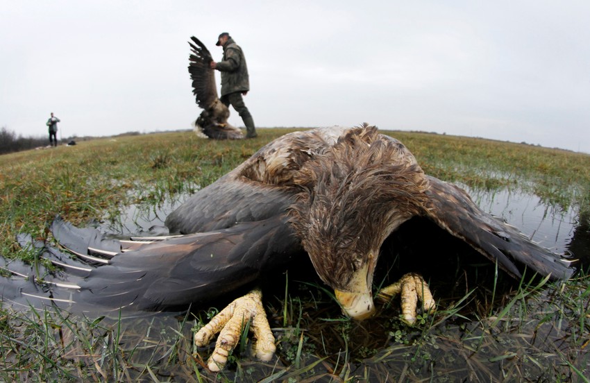 U Srbiji je preostao samo jedan par orlova krstaša, koji je simbol na grbu i zastavi Srbije. Ostali su istrebljeni