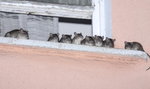 Groza! Wściekłe szczury włażą do mieszkań przez ubikacje 