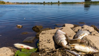 Katastrofa ekologiczna na Odrze. Rząd wysyła wojsko