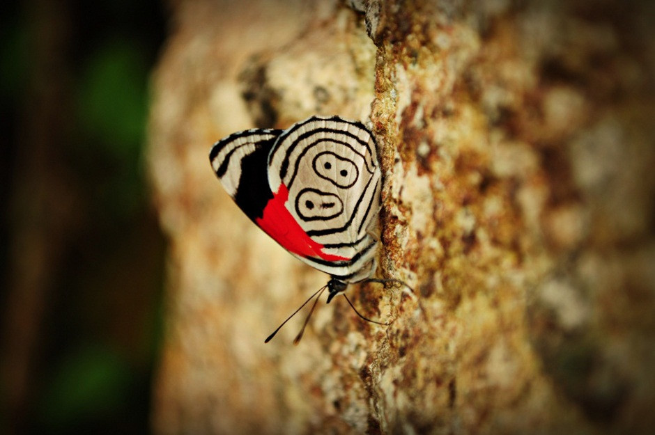 Honduras - Parque Nacional la Tigra