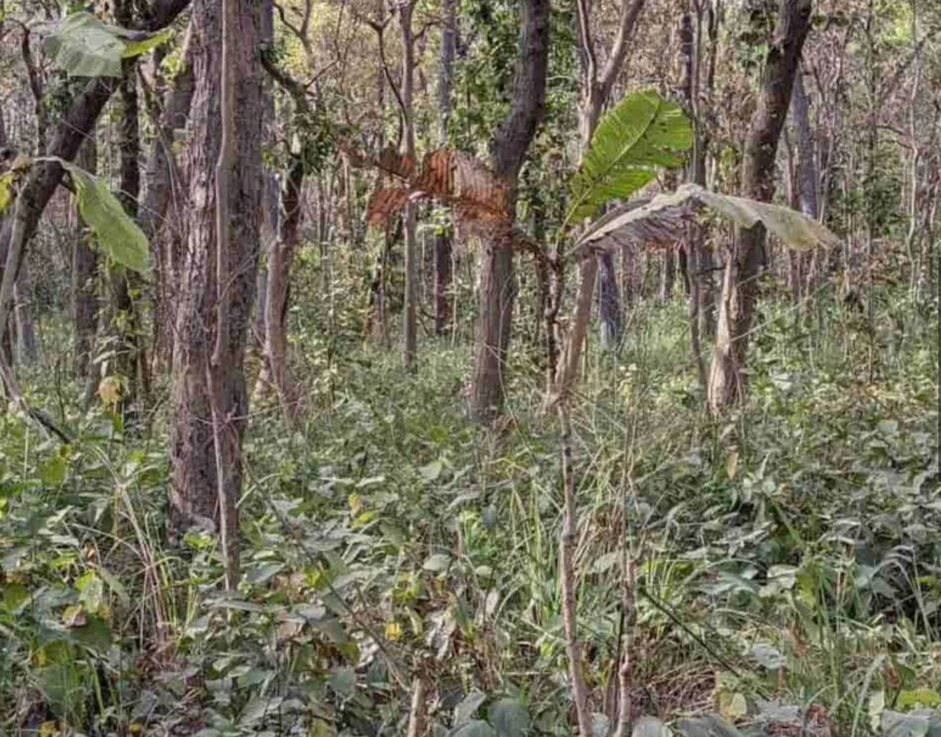 Dokážete v tejto optickej ilúzii nájsť tigra?