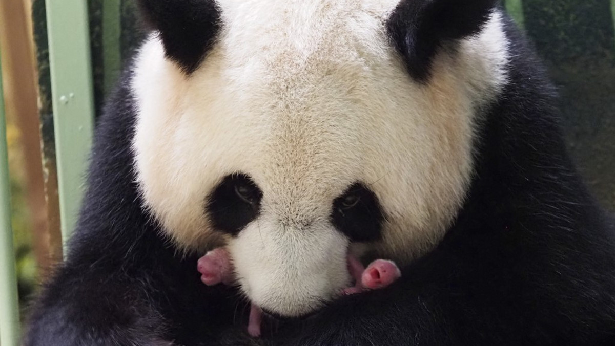 To pierwsze bliźnięta pandy urodzone we Francji