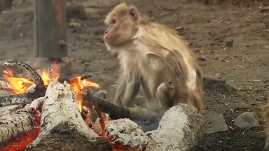 Małpy świętują nadejście zimy... piekąc ziemniaki na ognisku [WIDEO]