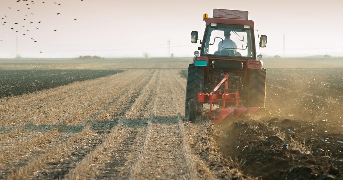Nowy produkt z polskich pól. Naukowcy już nad nim pracują