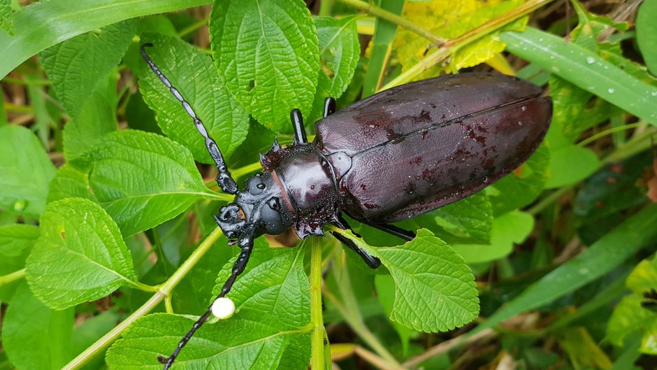 Titanus giganteus