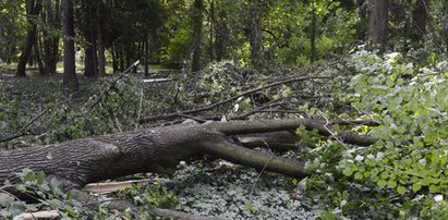 Tragedia w lesie. Drzewo przygniotło pilarza