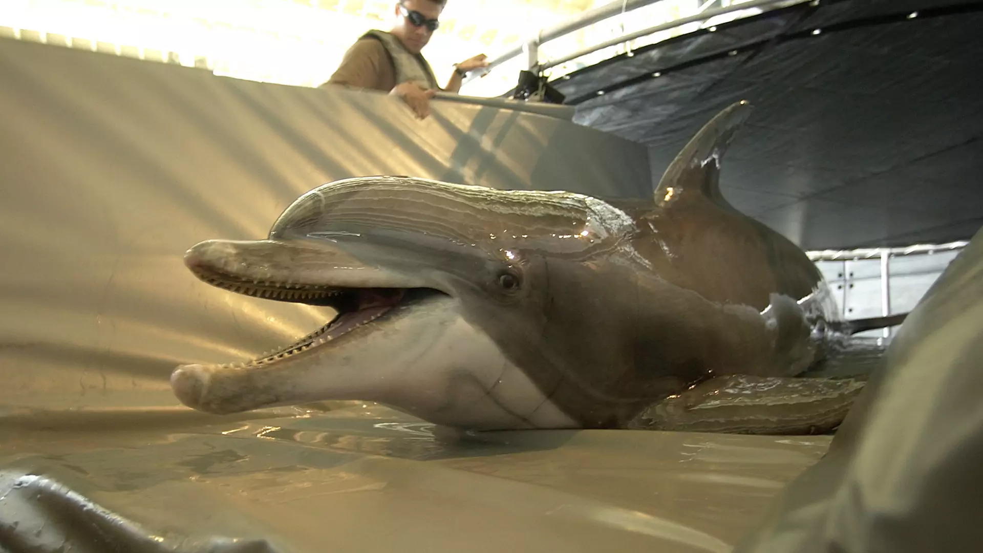 Bojowe delfiny podkładają bomby, szukają min i strzegą okrętów. Walczą nie tylko dla Rosjan