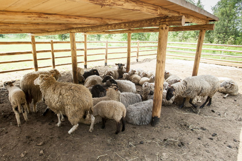 Owce pracują w Jaworznie