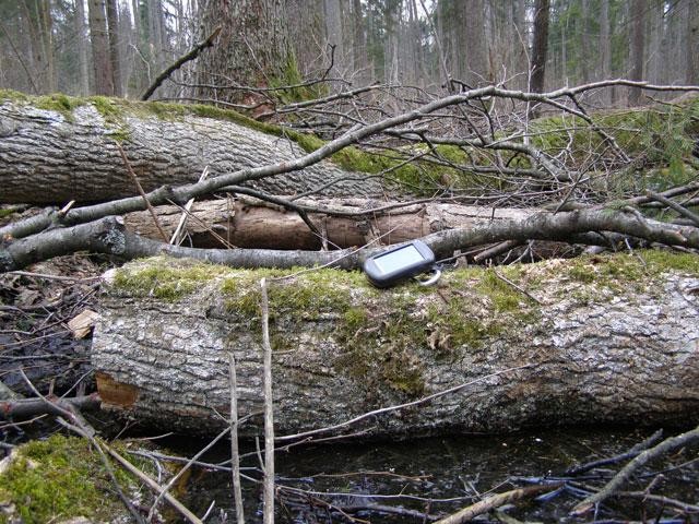 Galeria Polska - Puszcza Białowieska zagrożona?, obrazek 29