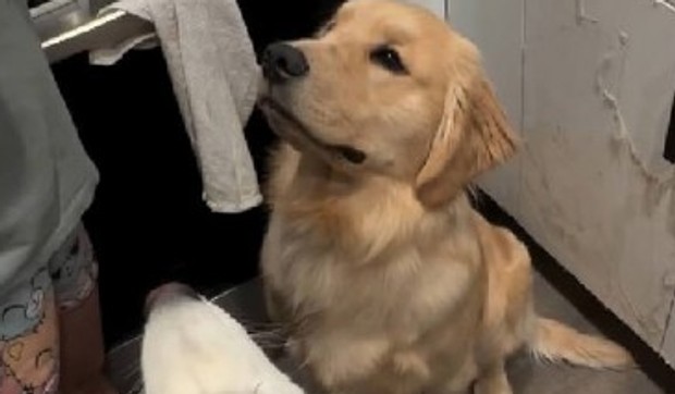 Zlatni retriver i samojed mirišu meso