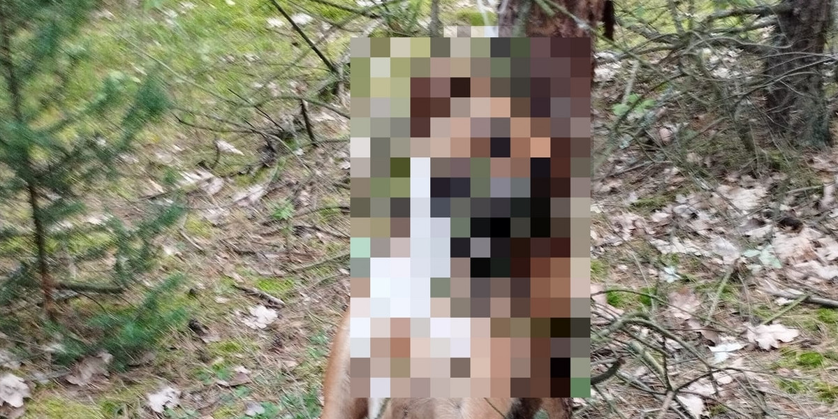Zwłoki zamordowanego psa znalezione w lesie. 