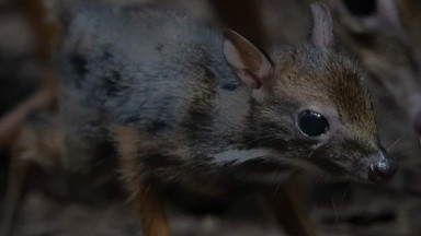 Zoo w Warszawie. Na świat przyszedł myszojeleń. Maluch jest pierwszym dzieckiem Lindy i Arnolda