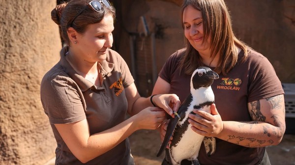 Pingwiny dostały nowe obrączki, które pozwolą na ich rozpoznawanie