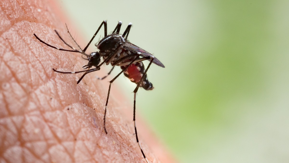 Komar z gatunku Aedes aegypti