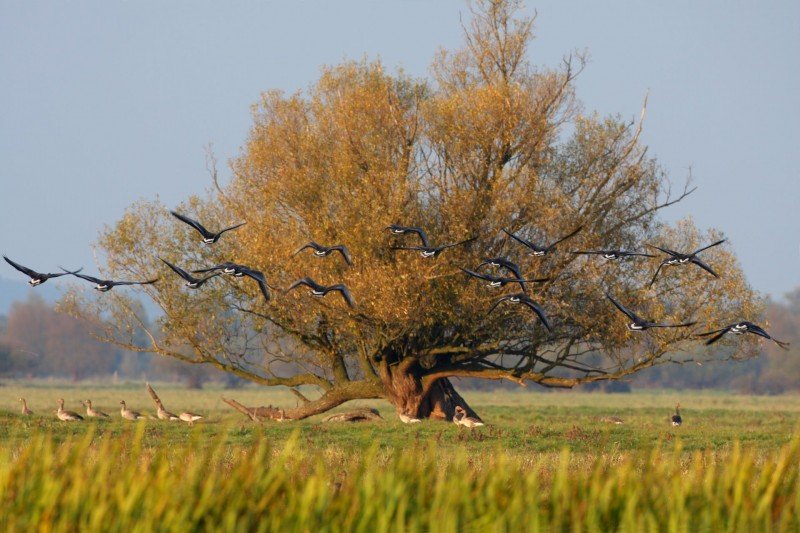 Park Narodowy "Ujście Warty"