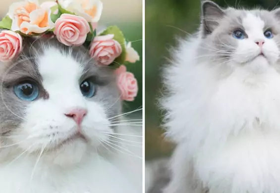 Oto Aurora - kocia księżniczka Instagrama o puszystym futerku