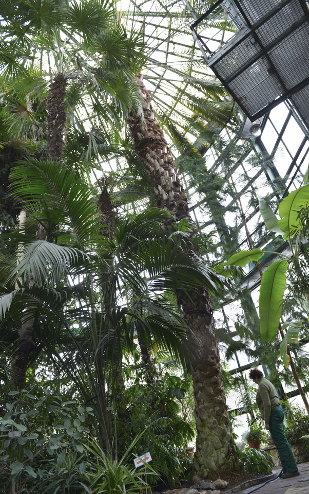 Palma przebiła dach palmiarni w Parku Oliwskim