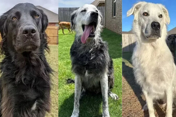 Sierść psa drastycznie zmieniła kolor z czarnej na białą