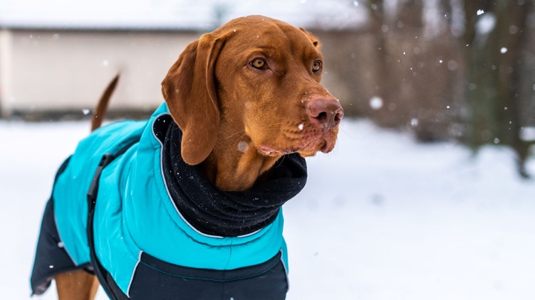 kutya kint télen fekhely