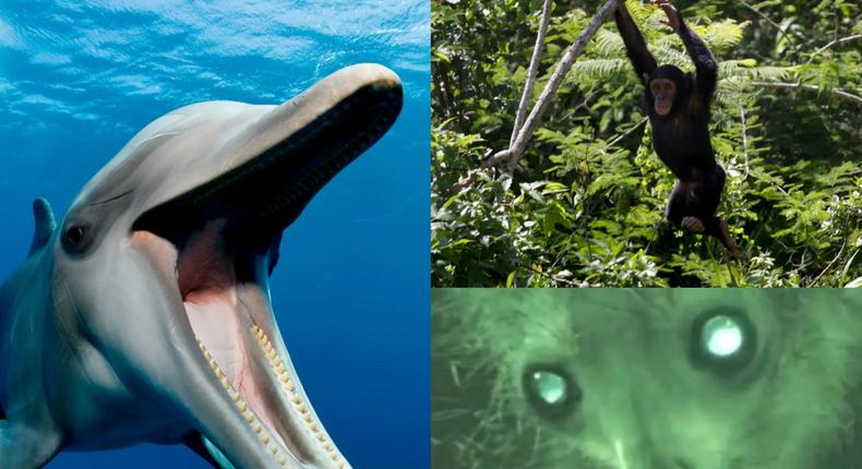 A dolphin, a chimpanzee, and an aye-aye were among animals reported doing weird and amazing things this year.Getty Images; Rogan Ward/Reuters; Anne-Claire Fabre/Renaud Boistel