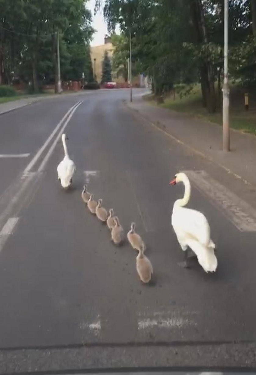 Starżnicy eskortowali łabędzią rodzinę