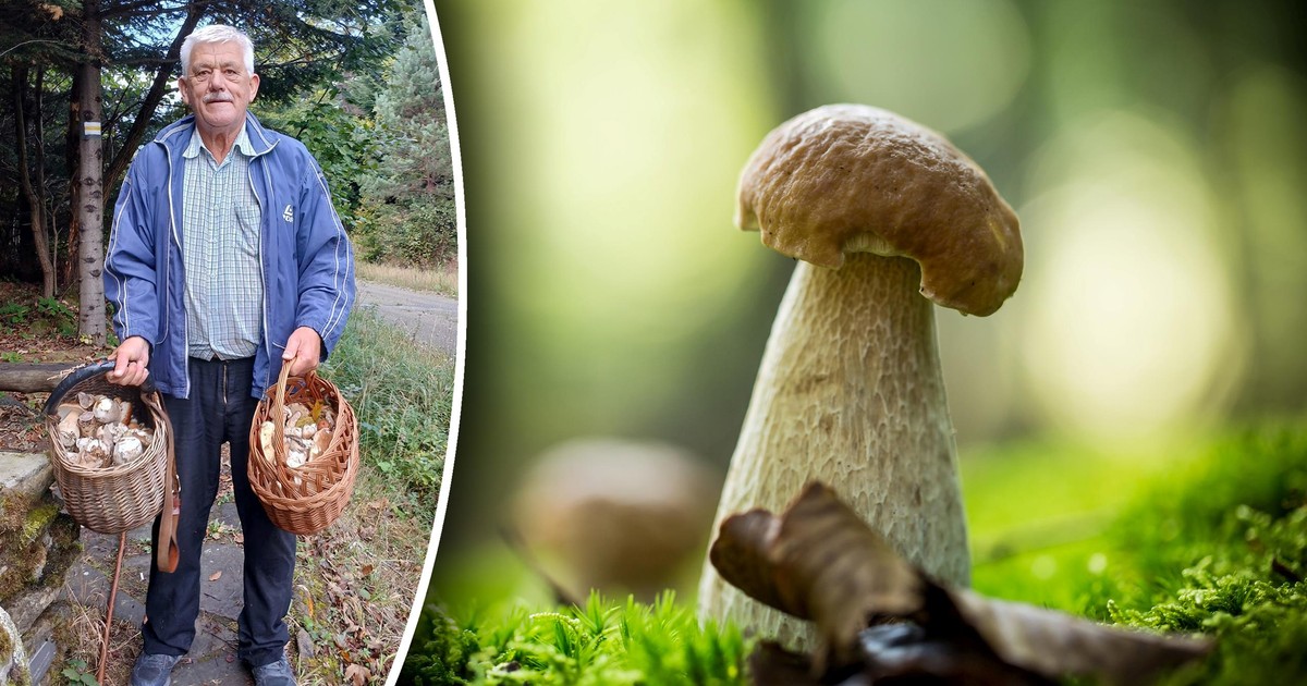 Spec od grzybobrania zdradza sekret udanych zbiorów. Fazy księżyca mają znaczenie
