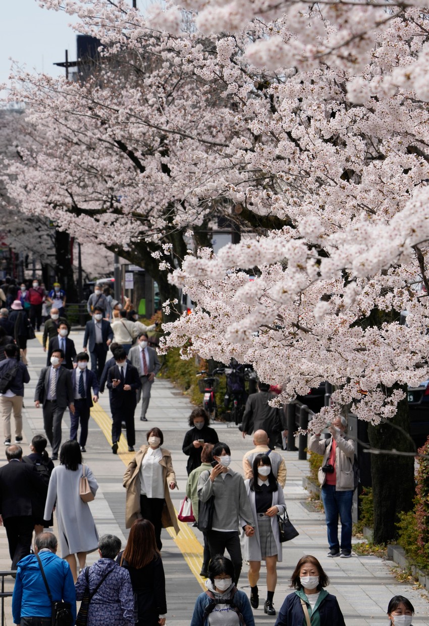 Cvat trešanja u Tokiju