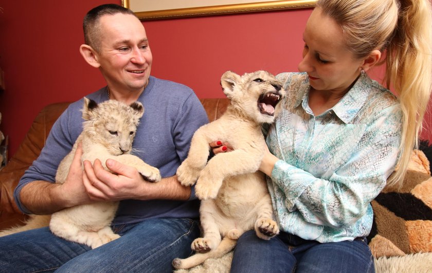 Właściciele ogrodu zoologicznego Leśne Zacisze przyjęli pod swój dach lwy