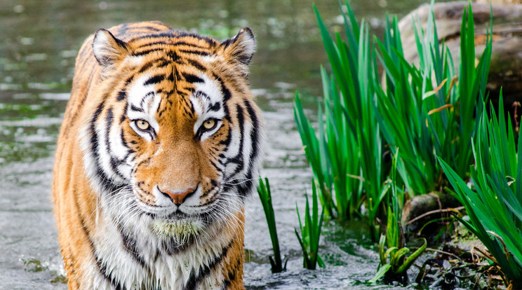 Csapdába esve találtak rá egy kihalás fenyegette szumátrai tigris tetemére./Pexels