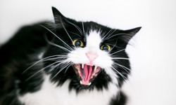 Niektórzy panicznie boją się kotów, szczególnie czarnych. Skąd się bierze ailurofobia?