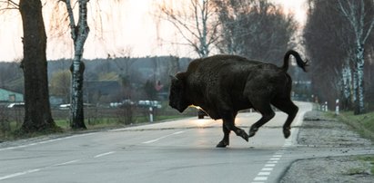 Kolejny żubr zabity przez wojskową ciężarówkę. "Wtargnął na jezdnię"