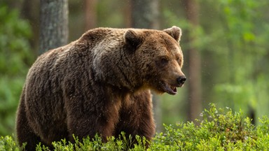 W tatrzańskiej restauracji podano gulasz z niedźwiedzia. Pochodzenie mięsa budzi wątpliwości